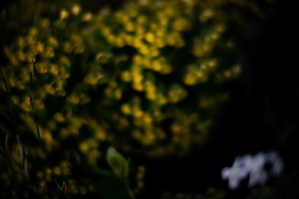 Floral, natural, and textural photography from Mt Hood, Mirror Lake, Lost Lake, Smith Rock State Park, Painted Hills, Blue Pool, Cannon Beach, California.